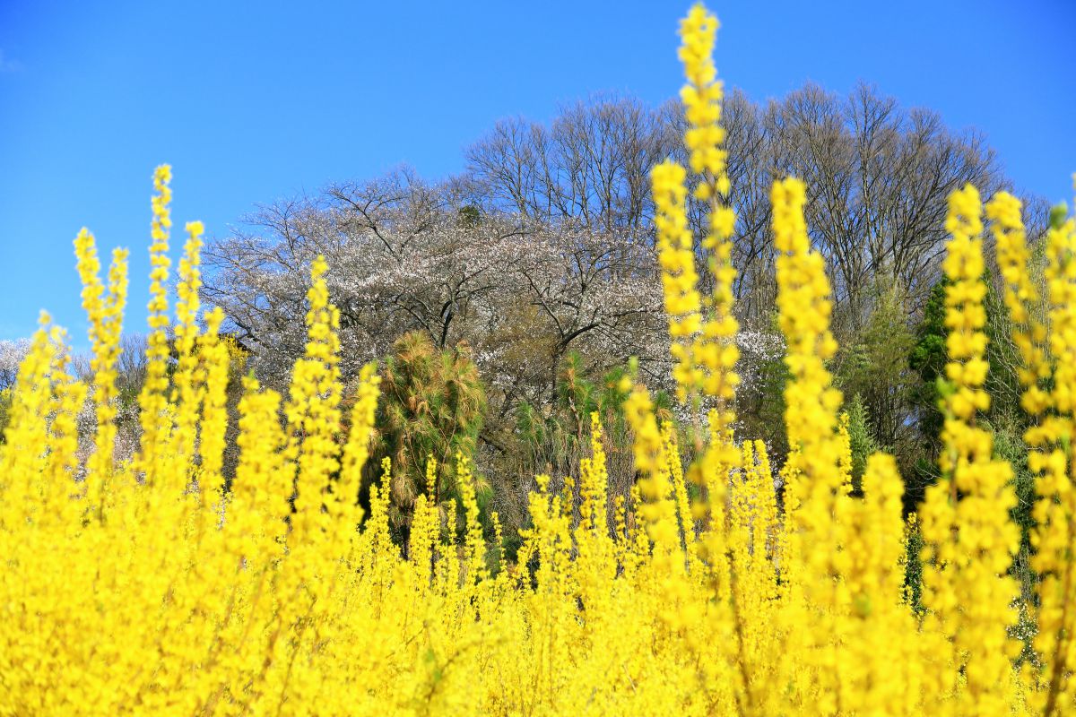 連翹（レンギョウ）