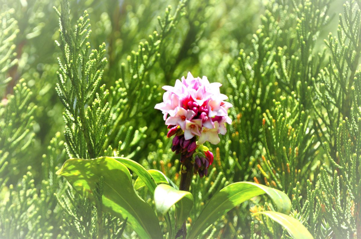 沈丁花（ジンチョウゲ）