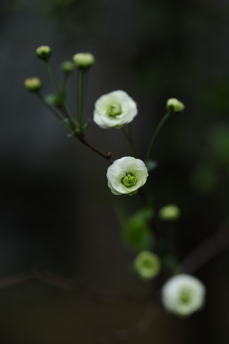 蜆花（シジミバナ）