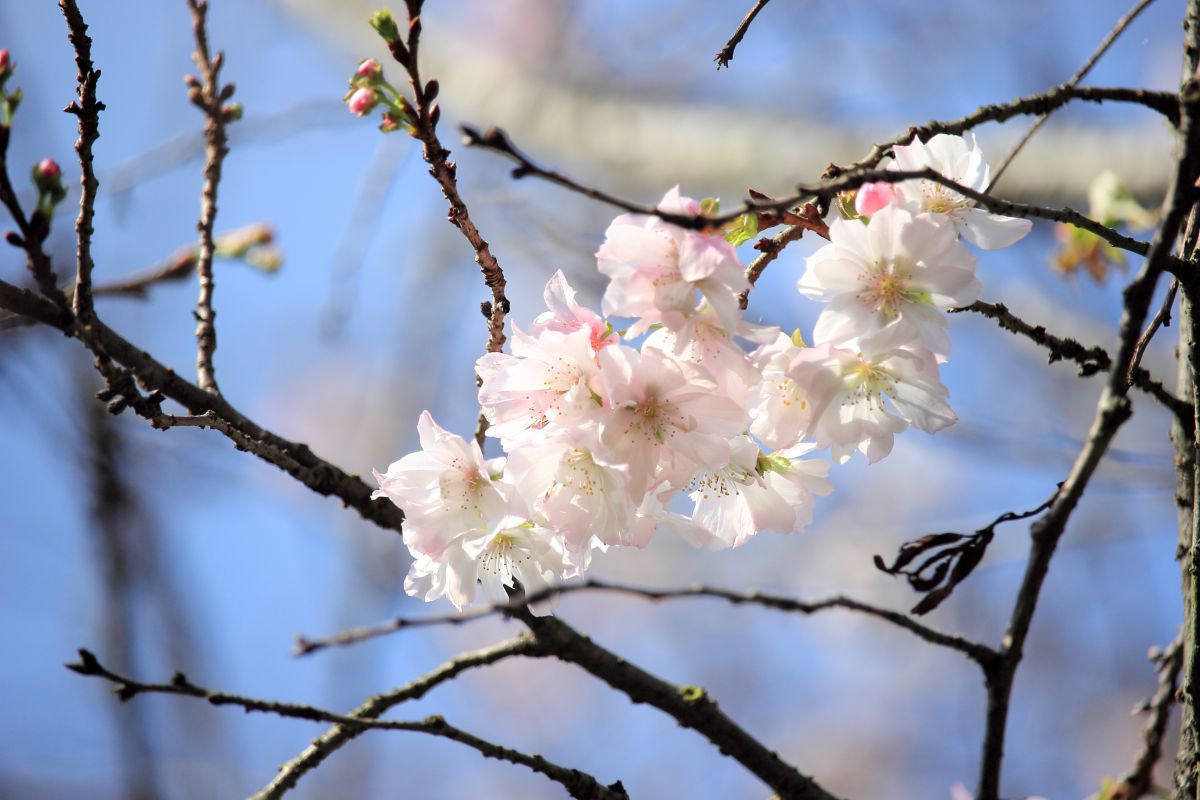 十月桜（ジュウガツザクラ）