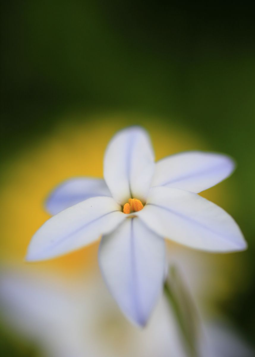 花韮（ハナニラ）