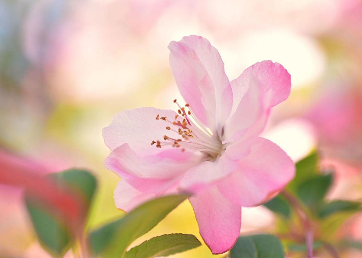 花海棠（ハナカイドウ）