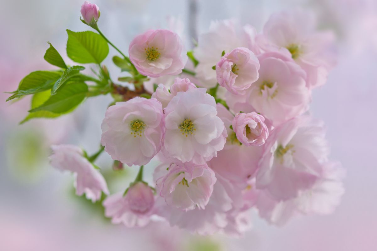 八重桜（ヤエザクラ）