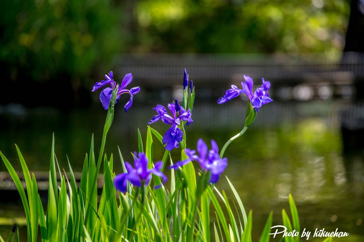 杜若（カキツバタ）