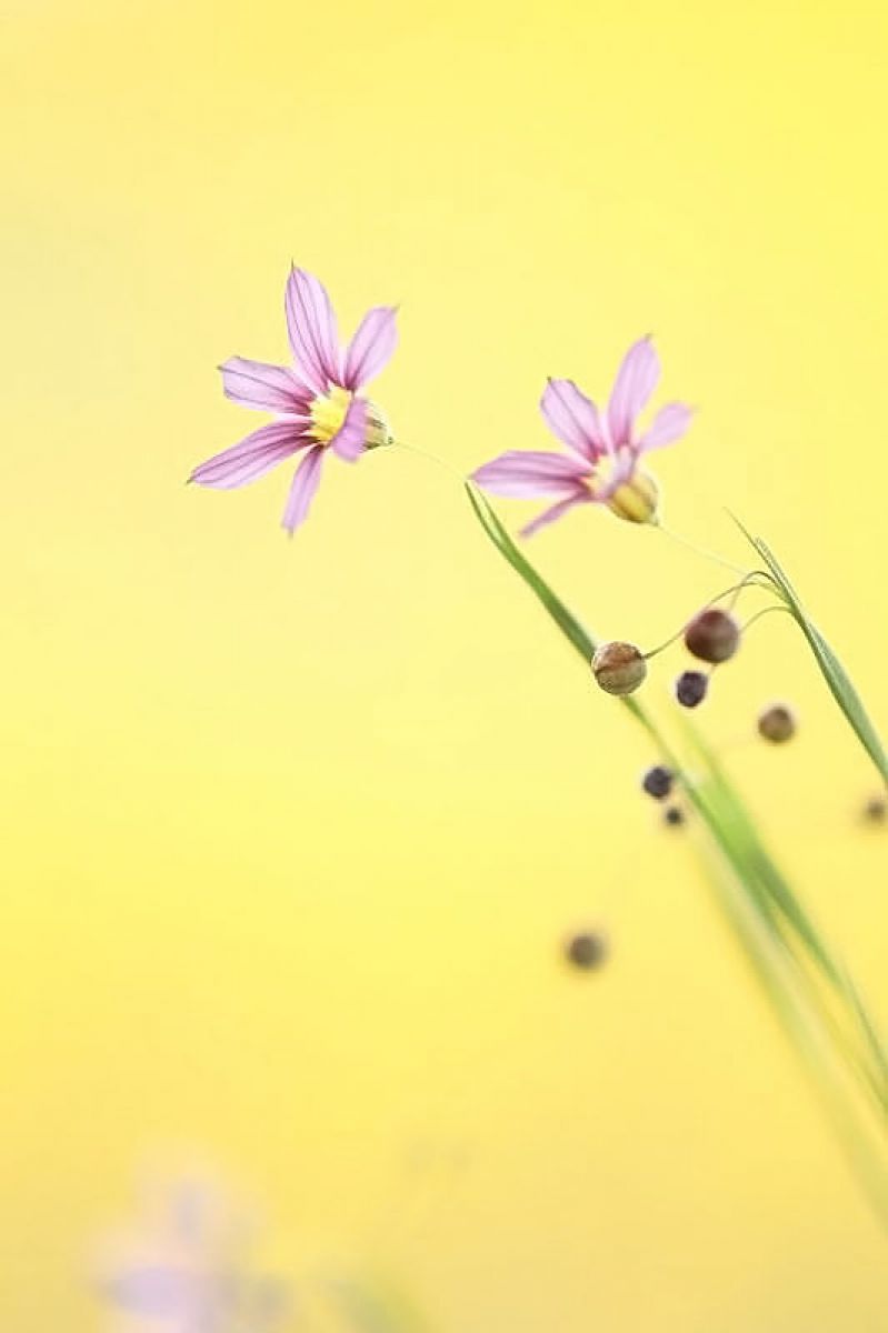 庭石菖（ニワゼキショウ）