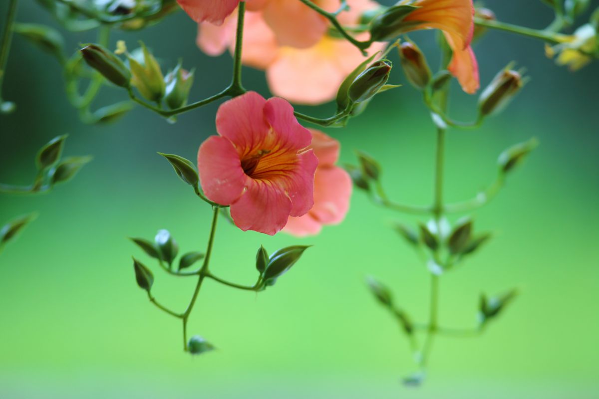 凌霄花（ノウゼンカズラ）