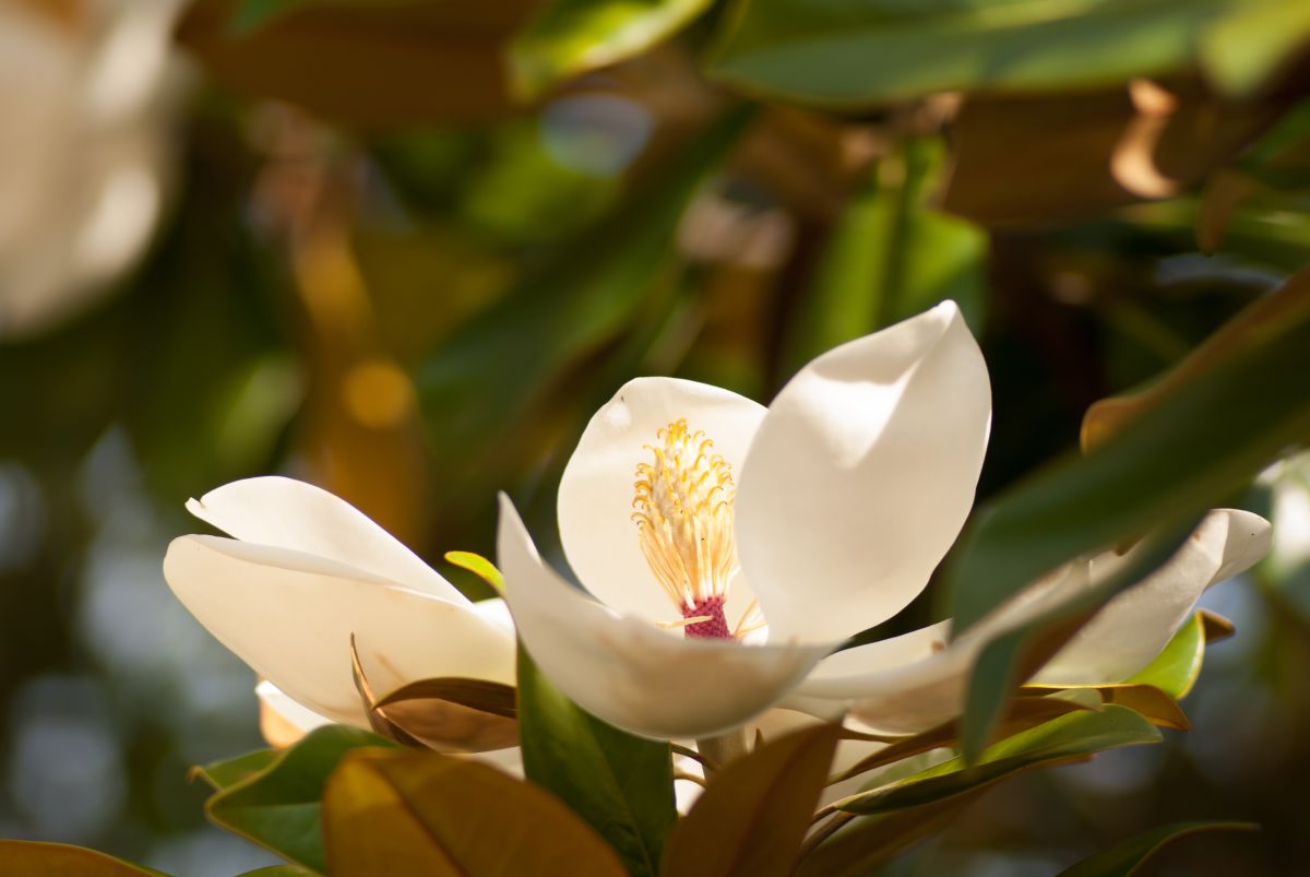 泰山木（タイサンボク）