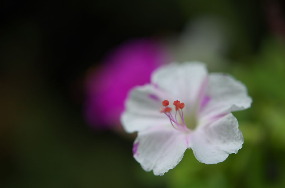 白粉花（オシロイバナ）