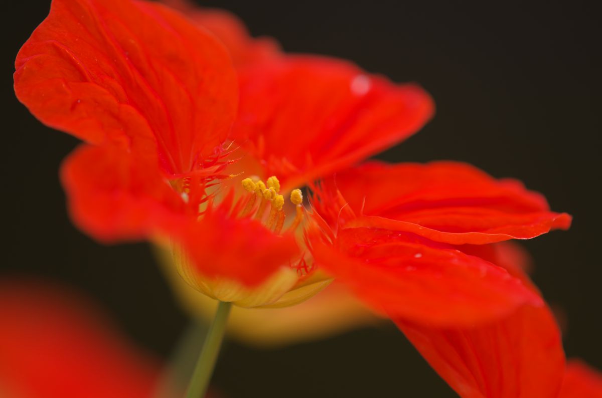 金蓮花（キンレンカ）