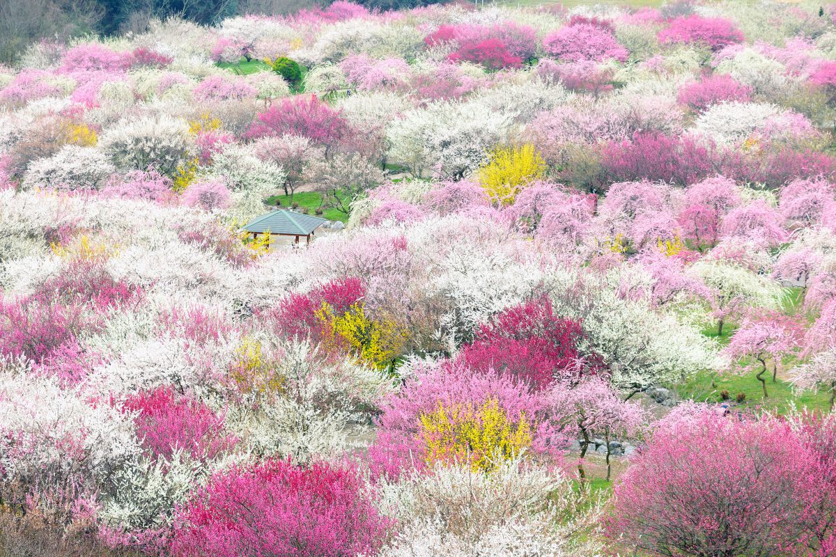 2月の花